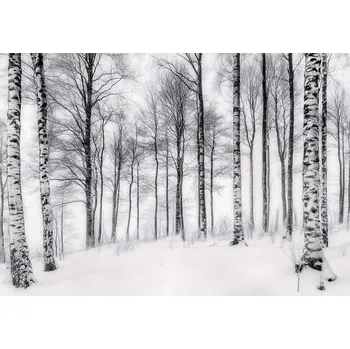 Fototapeta FOTOTAPETA 3D BŘEZOVÝ LES STROMY PŘÍRODA NA ZEĎ LOŽNICE OBÝVACÍHO POKOJE 350x250