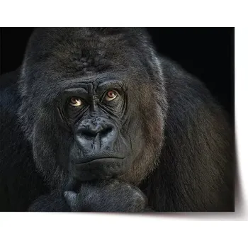 Plakát Sablio Plakát Gorila - 60x40 cm