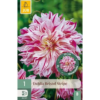 Sazenice Jiřina Bristol Stripe (1 hlíza)