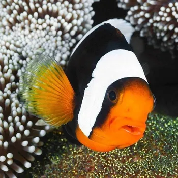 Pohlednice 3D Panda Clownfish