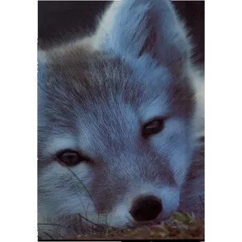 Alopex Lagopus - 3D pohledice (MCW14)