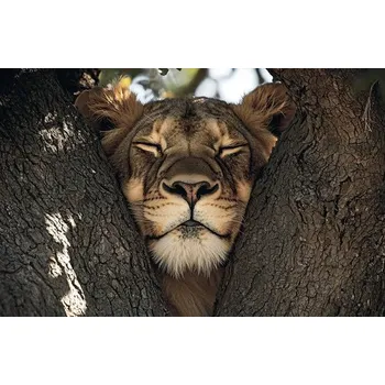 Obraz Obraz Decopanel Relaxed lion 90x58cm