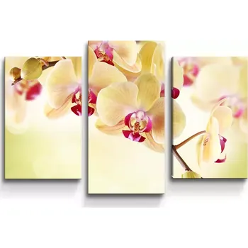 Obraz Sablio Obraz - 3-dílný Orchidej 2 - 75x50 cm