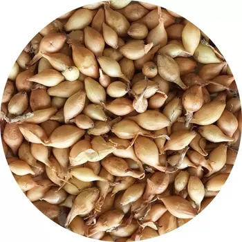 Semeno Sazečka - Všetana 0,25 kg