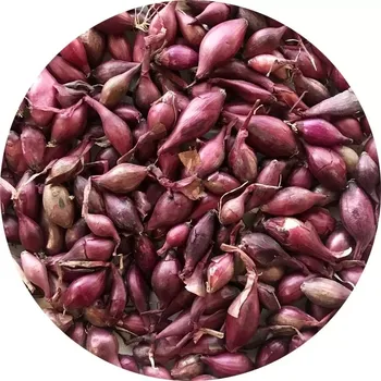 Semeno Sazečka - červená Karmen 0,5 kg