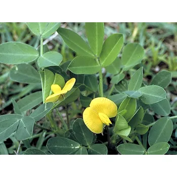 Semeno Podzemnice olejná 'Baron' kontejner C2