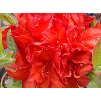 Sazenice Azalka 'Doloroso' Balení: kontejner C2