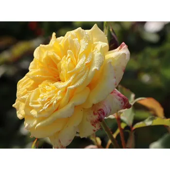 Sazenice Růže 'Sterntaler®' Balení: kontejner C2