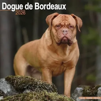 Kalendář Dogue De Bordeaux Calendar 2026 Square Dog Breed Wall Calendar - 16 Month -
