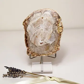 Přírodní kámen Zkamenělé dřevo - leštěný plátek 0,34 kg