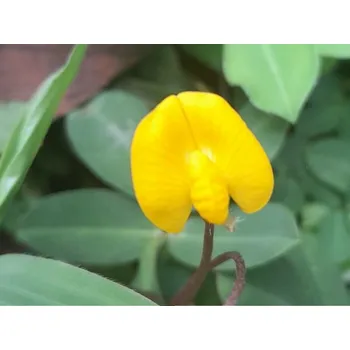 Sazenice Podzemnice olejná 'Just So' kontejner C2