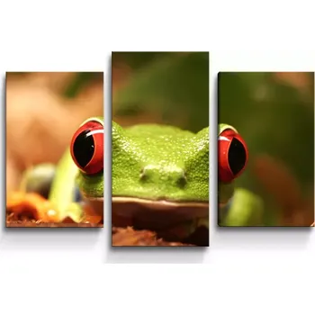 Obraz Sablio Obraz - 3-dílný Zelená žába - 75x50 cm