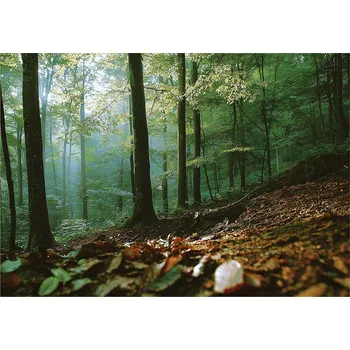 Fototapeta FOTOTAPETA LES 3D PŘÍRODA STROMY KRAJINA NA ZEĎ LOŽNICE OBÝVACÍ POKOJ 150x105