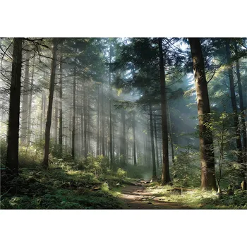 Fototapeta FOTOTAPETA LES 3D STROMY PŘÍRODA KRAJINA NA ZEĎ LOŽNICE OBÝVACÍ POKOJ 200x140