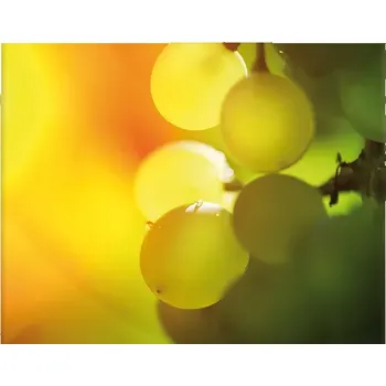 Víno Sablio Plakát Hroznové víno - 60x40 cm