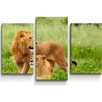 Obraz Sablio Obraz - 3-dílný Lev a lvice - 75x50 cm