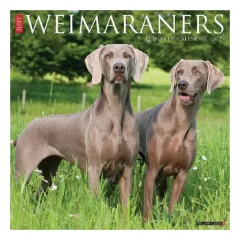 Kalendář Weimaraners 2026 12 X 12 Wall Calendar (EN)
