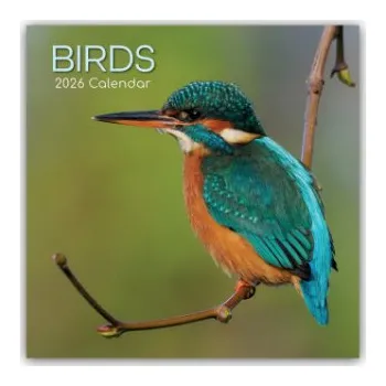 Diář Birds - Vögel 2026 - 16-Monatskalender (EN)