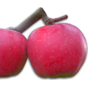 Sazenice Jabloň zimní "Blaník" - kontejnerované