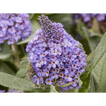 Sazenice Komule Davidova 'Little Rockstars'® Blue Balení: kontejner p12