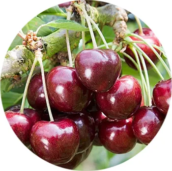 Sazenice Třešeň "Stella" - prostokořenné