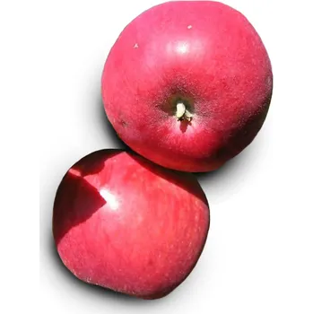 Sazenice Jabloň letní "Zita"- kontejnerované