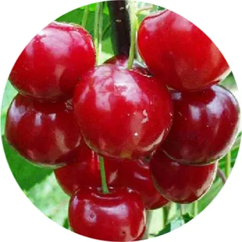 Sazenice Višeň "Favorit" - kontejnerované