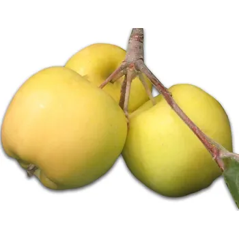 Sazenice Jabloň zimní "Heliodor" - prostokořenné