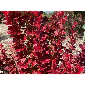 Sazenice Dřišťál Thunbergův 'Vulcano' Balení: kontejner p9