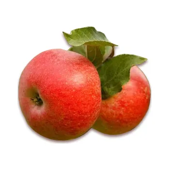 Sazenice Jabloň zimní "Pohoda" - prostokořenné