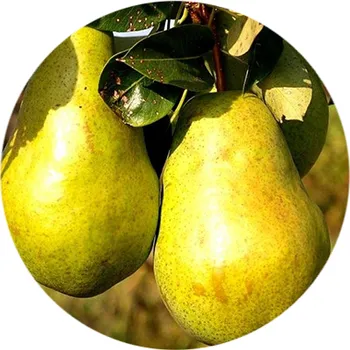 Sazenice Zimní hrušeň "Bohemica" - prostokořenné