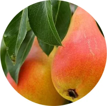 Sazenice Letní hrušeň "Milada" - prostokořenné