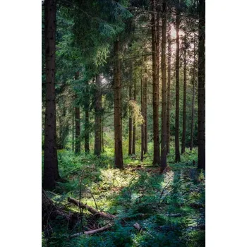 Obraz PUZZLE Les Stromy Krajina Ozdoba A3 252 dílků s potiskem + JMÉNO Krabička