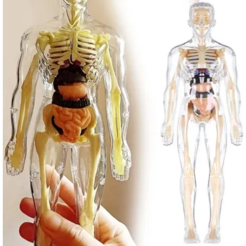ostatní stavebnice Model lidského těla Kosti Vnitřnosti Anatomický Vzdělávací 3D SKELET ORGÁNY