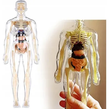 anatomický model LIDSKÉ TĚLO Vzdělávací Model Anatomický model kostry pro děti – Objev lidské tělo