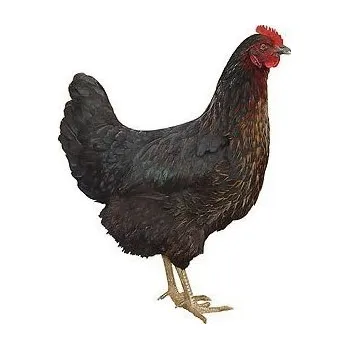 Černá kuřice Horal