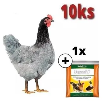 Kuřice Modrá 10 ks + Supervit D 100 g ZDARMA