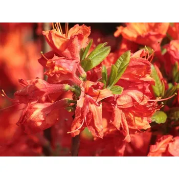 Sazenice Azalka 'Feuerwerk' Balení: kontejner C2