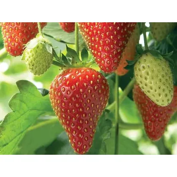 Semeno Jahodník 'Asia' Balení: frigo sadba A, balení 12 ks