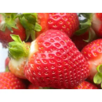 Semeno Jahodník 'Romina' Balení: frigo sadba A, balení 12 ks