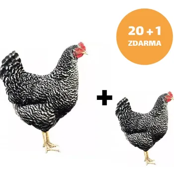 Kuřice Kropenatá 20+1ks kuřice ZDARMA