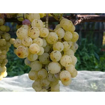 Sazenice Réva vinná 'Julijski Muškát' Balení: prostokořenná sazenice