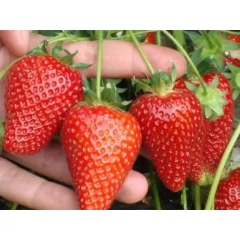 Semeno Jahodník 'Alba' Balení: frigo sadba A, balení 12 ks