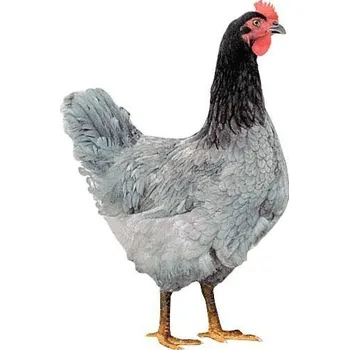 Chov hospodářského zvířete Kuřice Modrá