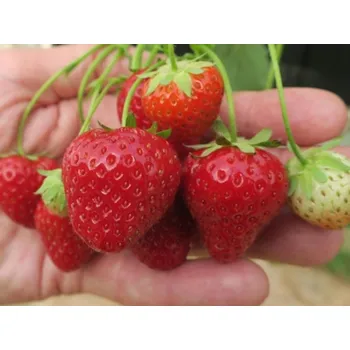 Semeno Jahodník 'Daroyal' Balení: frigo sadba A, balení 12 ks