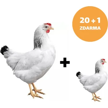 Kuřice Sussex 20+1ks kuřice ZDARMA