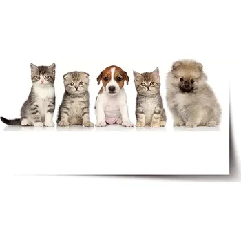 Plakát Sablio Plakát Mláďátka - 60x40 cm