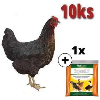 Černá kuřice Horal 10 ks + Supervit D 100 g ZDARMA