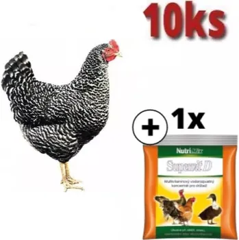 Kuřice Kropenatá 10 ks + Supervit D 100g ZDARMA