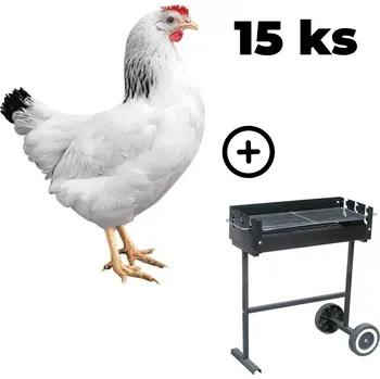 Zahradní gril Kuřice Sussex 15 ks + zahradní gril TEXAS ZDARMA